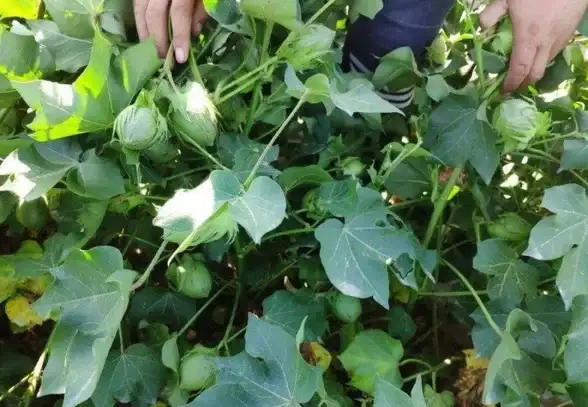 想在智能手表上轻松下载应用？试试腕间应用助手手表版吧！