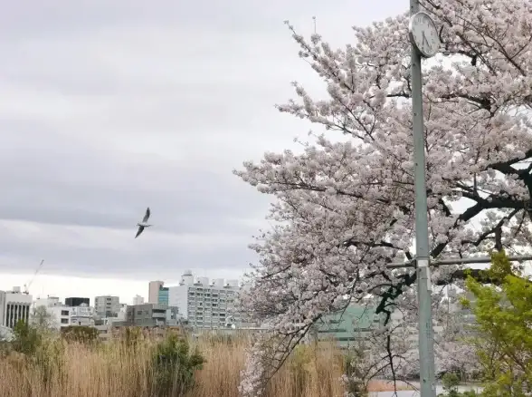 网络监控,实时运维-吉林市ABXCDN节点网络实时监测方案