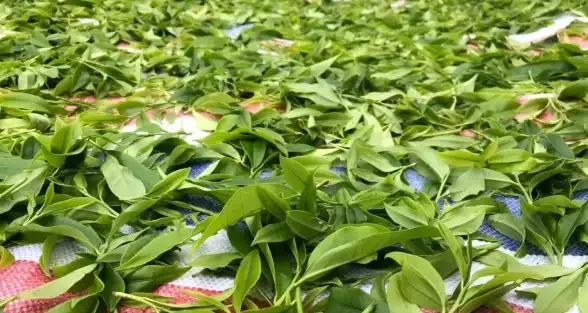 还在找能自动播放贝利亚语音的APP？贝利亚语音盒子连怪兽声音都有！