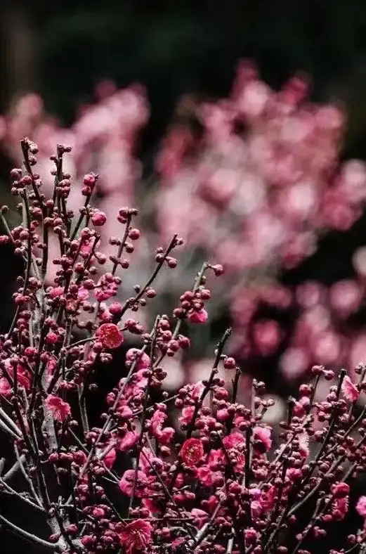 奇遇秘籍✦全面解析✦逆水寒手游芳菲如故隐藏触发条件全攻略！