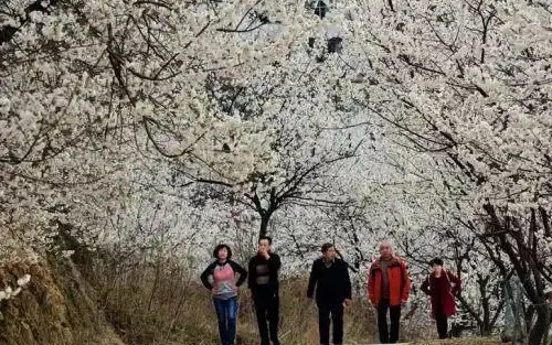 高防服务器,CN2线路-美国高防服务器哪家好？八骏云CN2线路解析