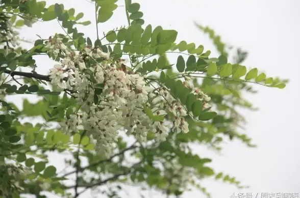 地图揭秘🗺原始传奇中地藏王神秘现身地点详细介绍