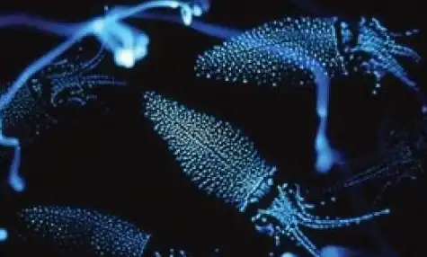 🔥战报系统全面解析：龙石战争的核心神器