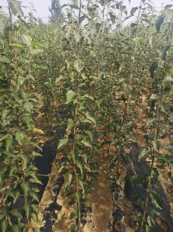 水果🍏苹果查询全攻略：详解品种分类、主要产地及健康益处