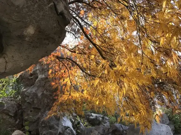 荣耀竞技🔥王者荣耀梅花山雪作闲伴活动攻略，轻松获胜技巧揭秘