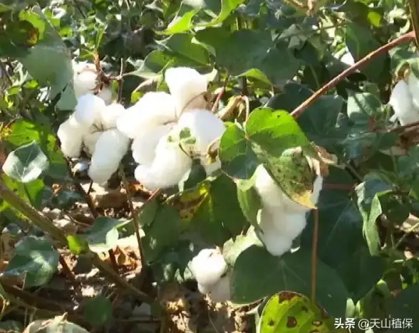 云服务器,节点选择-多线路云服务器法国棉花云节点选型手册