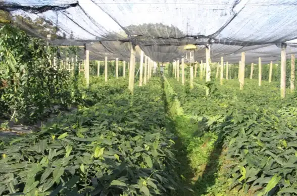 系统优化🚀轻松掌握系统配置引导高级选项的正确设置方法