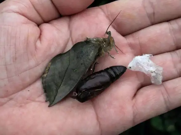 蝴蝶🦋羽化过程揭秘：羽化是什么意思，详解蝴蝶如何蜕变为美丽成虫