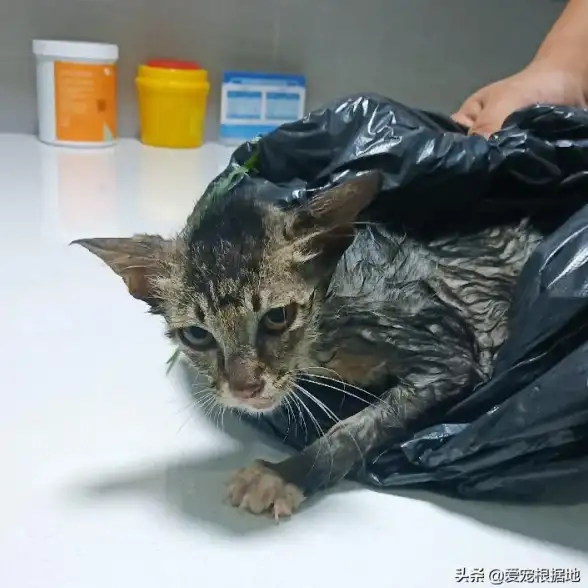 急救📱手机落水后应急处理全攻略，快速自救防止损坏