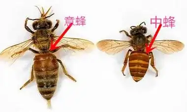 游戏手机 天梯图CPU手机推荐，助你打造极致流畅的高性能游戏体验