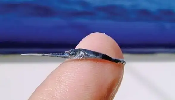 🌊环保∙智慧∙实用│钓鱼佬独家秘籍，科学钓鱼助力海洋生态净化！