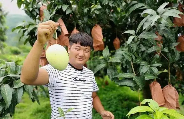 显卡推荐🚀性能天梯图全面解析，教你如何选择最适合的显卡