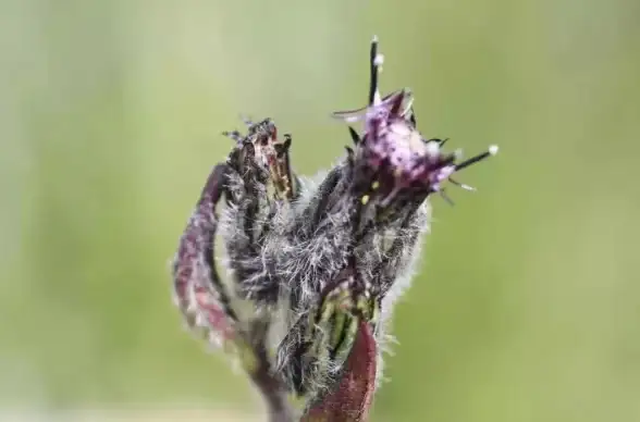 角色养成🔥顶级攻略🔥能力详解 辐射4最强同伴技能深度解析