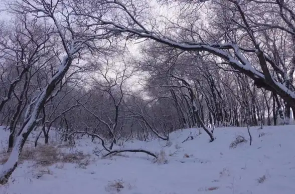 震撼⚡限时⚡重磅｜阴阳师山意冲寒活动全攻略+时间安排详解