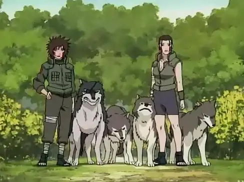 宠物养成✨水晶世界黑丸忍犬全能攻略｜性能深度解析丨必收藏