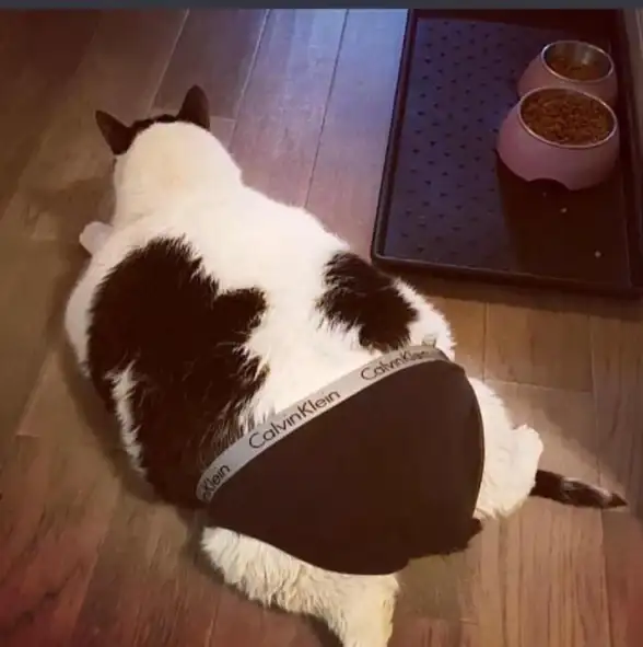 人脸识别 表情分析 什么是 CK 人脸表情数据库？