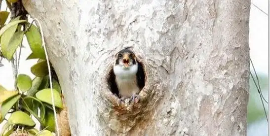 《最终幻想14：水晶世界》小犰狳捕捉技巧与注意事项