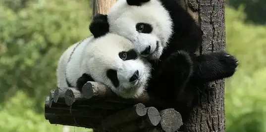 10亿浏览量的熊猫视频哪里看？这款科普APP让你秒懂中国萌宠！