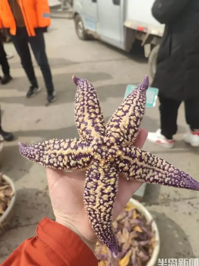 手游攻略 热门关卡 终极技巧 2021保卫萝卜3新版码头关卡深度解析秘籍！