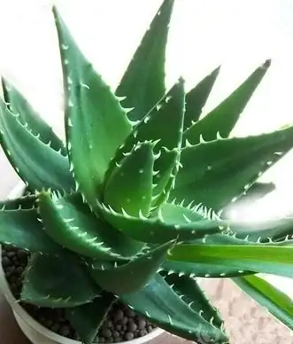策略秘籍🌿冒险攻略 植物大战僵尸抽卡版5-6关快速通关技巧详解