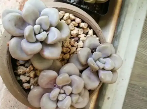 策略秘籍🌿冒险攻略 植物大战僵尸抽卡版5-6关快速通关技巧详解