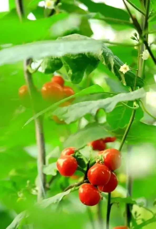 想拥有独一无二的个性化桌面？试试番茄动态壁纸！