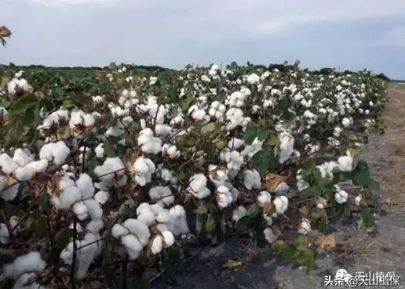 数据安全,云计算-浙江机房租用 棉花云数据安全分析
