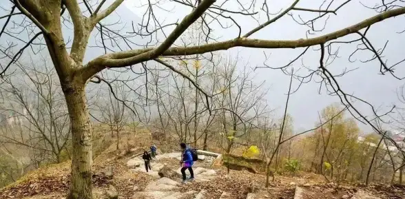 性能榜单🔥天梯图CPU手机：探索极致性能的智能新选择