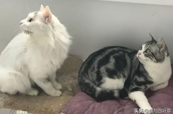 还在为图片视频处理烦恼？试试存图宝吧！