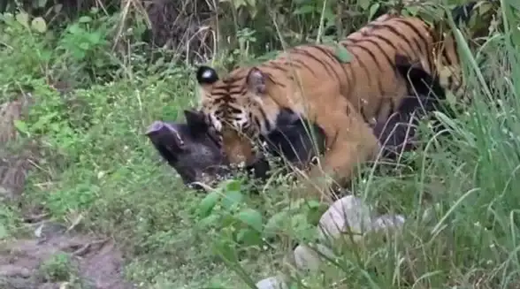 怪物猎人3G 热门攻略 狩猎秘籍 超全小野猪任务刷新地点与最佳时间揭秘！
