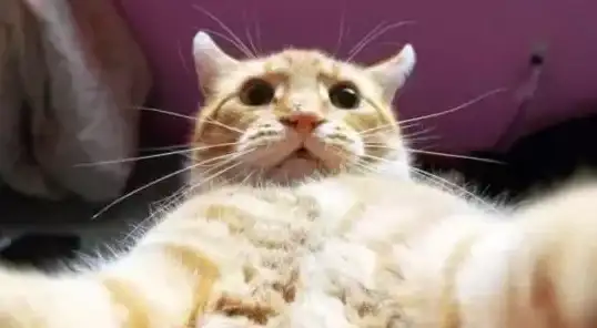 云养乐趣🐾虚拟宠物，真实体验在我的世界中畅玩云养猫新玩法