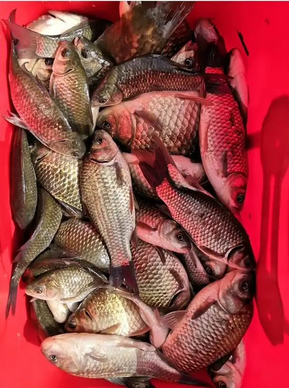 麻将技巧🀄四点底如何打灬的实用技巧与玩法解析