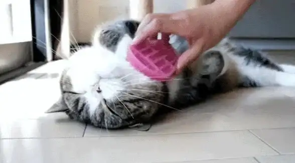 想拥有专属睡眠猫屋？试试呼噜猫舍，让云养猫治愈你的失眠！