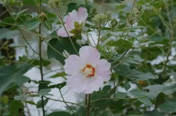 绘画技巧🌸花朵艺术：简单易学的花朵绘画教程，让你的作品充满自然之美