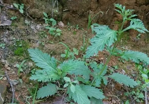 小米盒子应用管理太复杂？野草助手小米专用版帮你高效安装与整理！