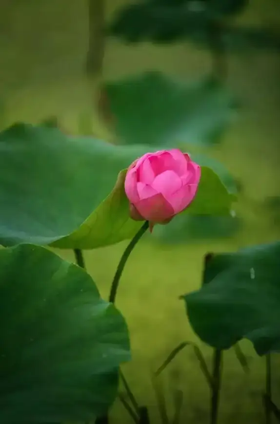 还在为找不到想看的影片发愁？试试剧探AI，一键搜出你的心头好！