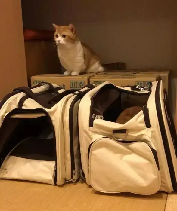 还在为家庭安全担忧？喵眼精灵APP帮你智能守护！