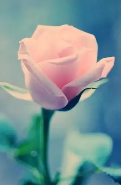攻略技巧🌹摩尔庄园手游》红玫瑰快速获得全攻略揭秘