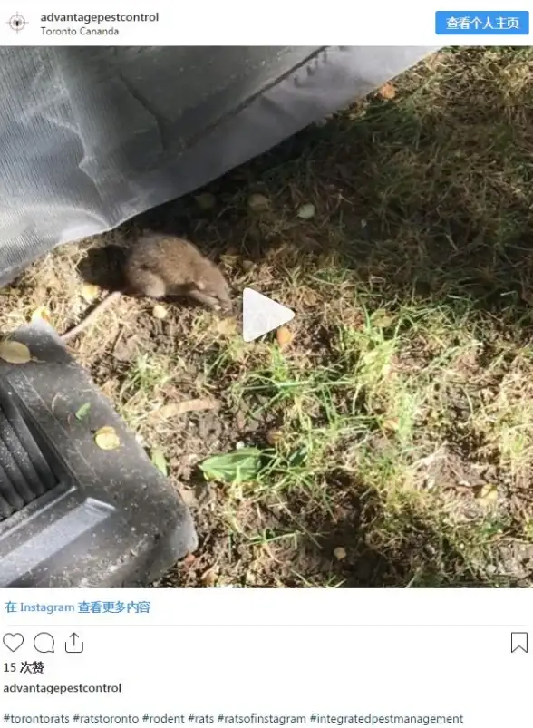 攻略秘籍◆详细解析◆实用技巧 天国拯救2老鼠支线全流程攻略指南