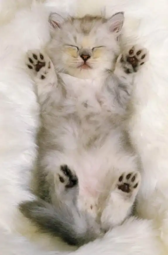 还在为信息简略而烦恼？猫箱1.27版本给你更详细的更新说明！
