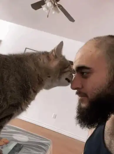 还在羡慕别人养猫？桌面喵APP带你体验云养猫的快乐，手机桌面就能互动！