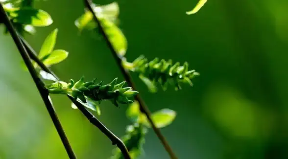 奇幻冒险🔥西风狂诗曲正传之天穹异闻录2全新篇章