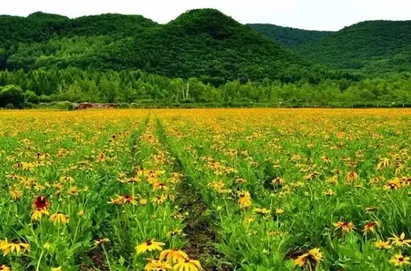 想用手机畅享高清影视资源？小蝴蝶VR让你轻松实现！