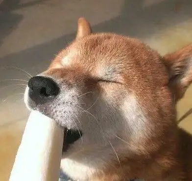 还在为宠物健康发愁？这款APP提供急救知识和专业咨询，守护爱宠安全！