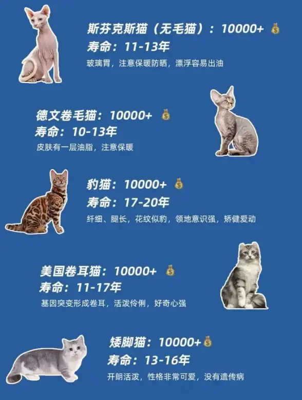 猫咪探索 蓝猫视频：深入发现猫咪生活中的神秘故事