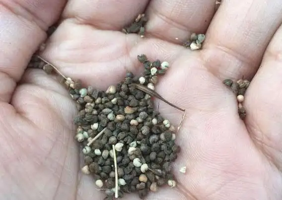 播种指南🌱种子🌾种子的使用方法全攻略，轻松掌握播种技巧