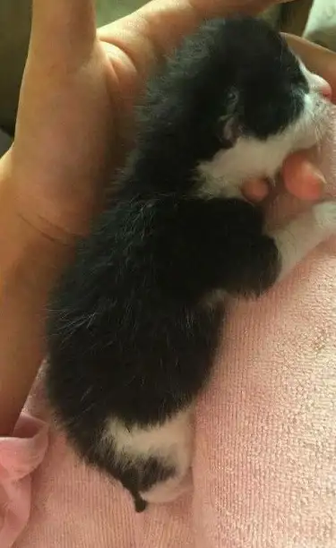 想用手柄键盘玩手游？熊猫映射APP一键精准映射，游戏体验飙升！