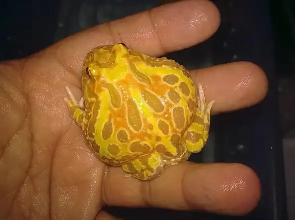 游戏爱好者怎能错过？变态猫游戏app满足你的所有需求！