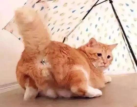 想让安卓桌面秒变苹果风？试试彩虹猫pro一键仿苹果主题吧！