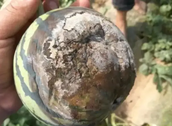 还在为找不到热门游戏发愁？辣瓜92玩全免费下载，一网打尽！
